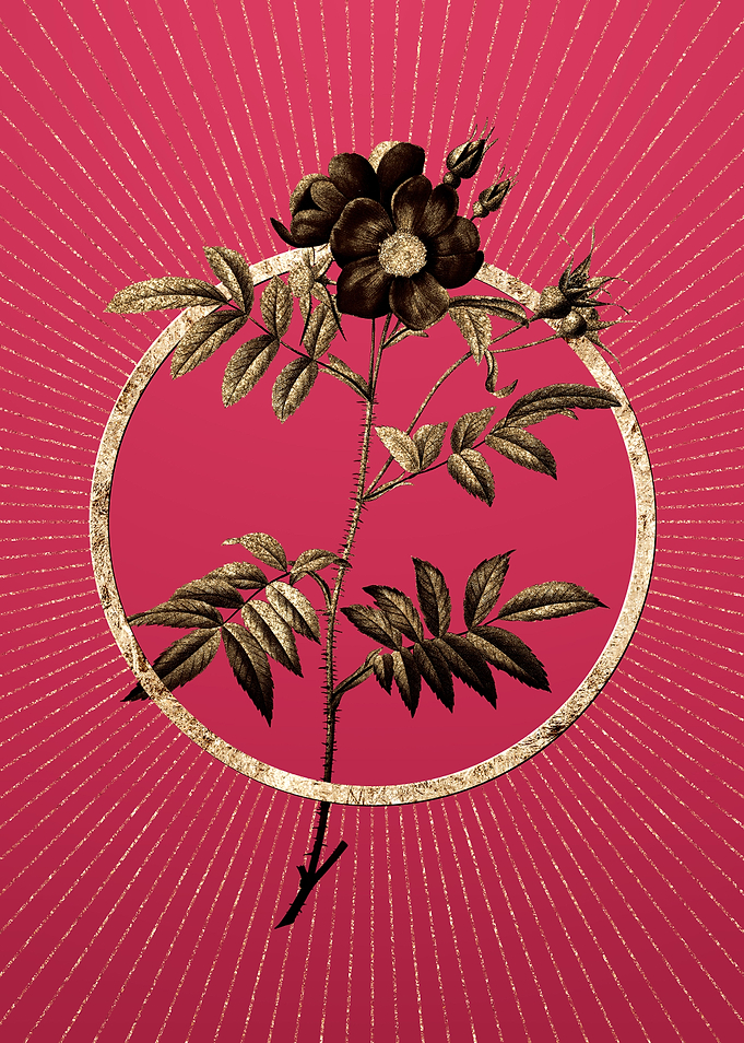 Gold Rosa Redutea Glauca