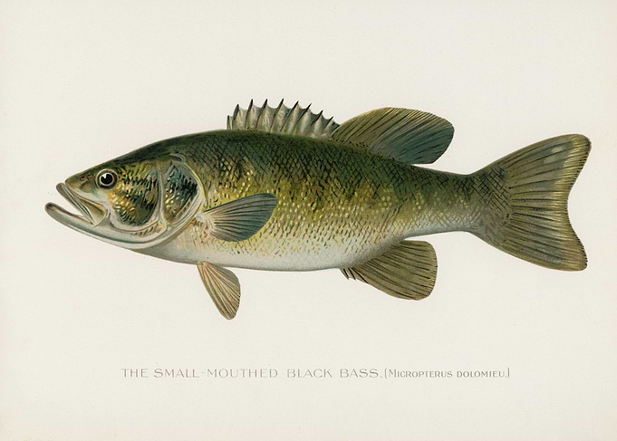 SmallMouthed Black Bass