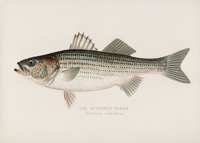 Striped Bass