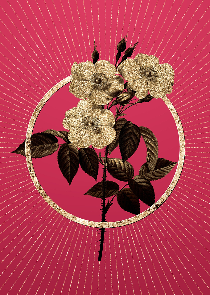 Rose of Castile on Magenta