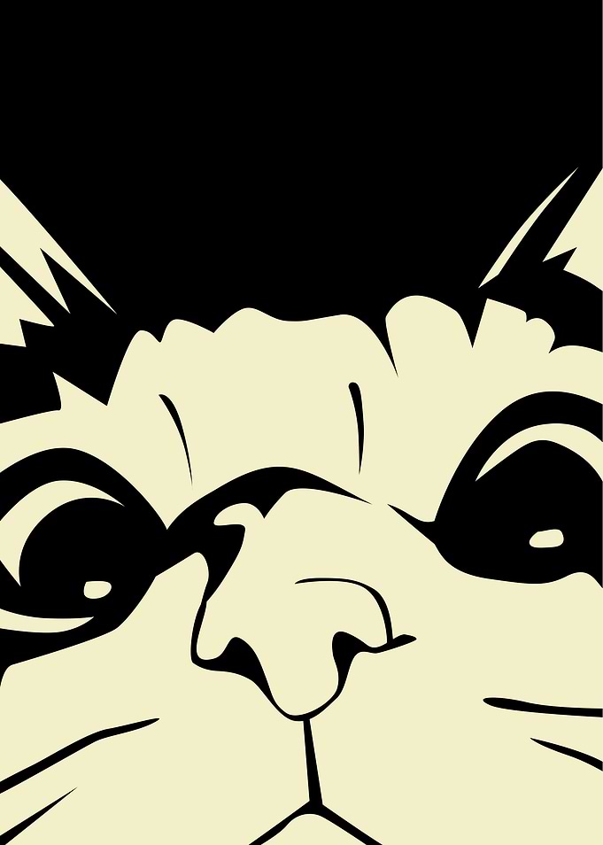 Curious Cat