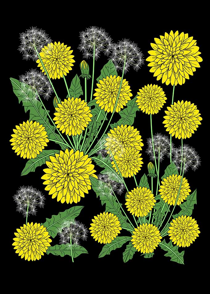 Dandelion Plant Flower