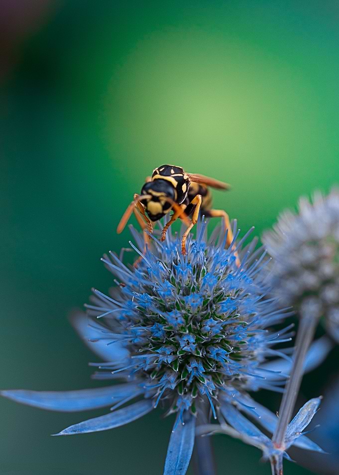Insect
