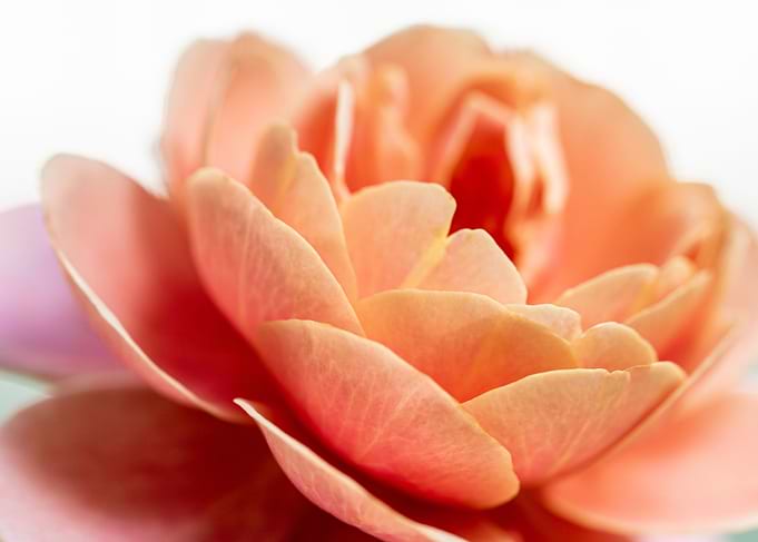 delicate petals of rose