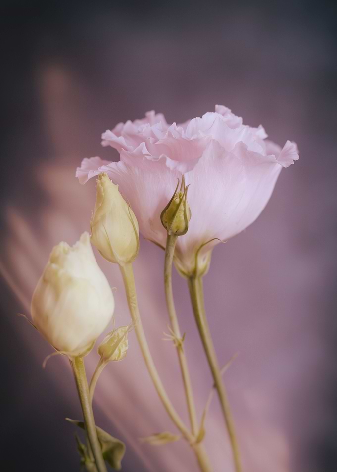 Pink pastel flowers,macro