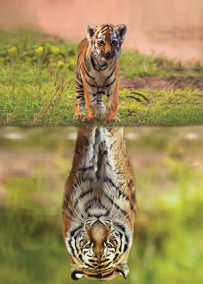 Tiger Mindset Reflection