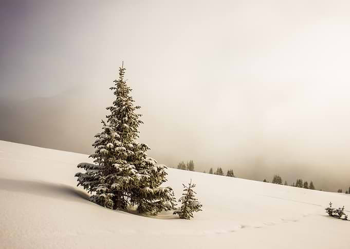 Winter wonderland