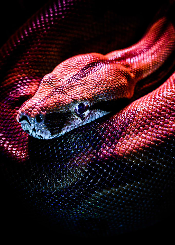 Snake