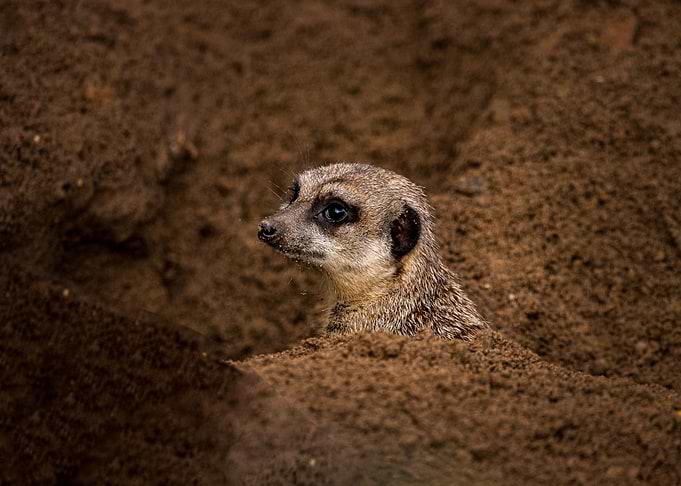 One Meerkat
