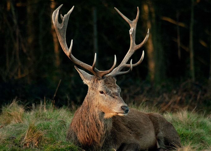 Red Stag