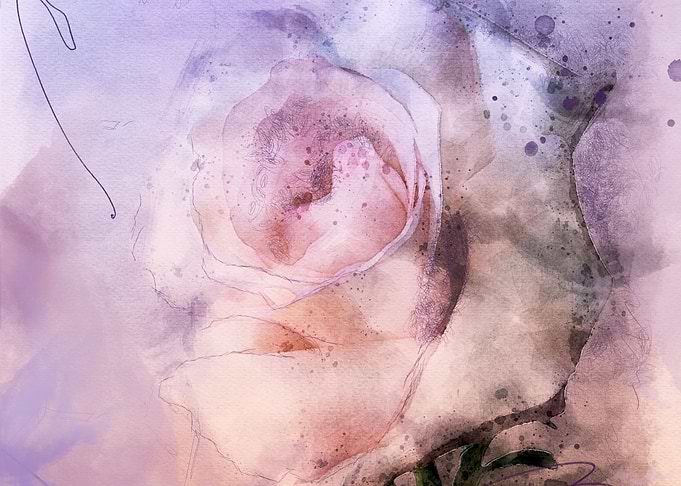 Rose sketch