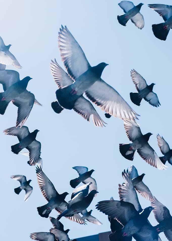 Flight of Pigeons