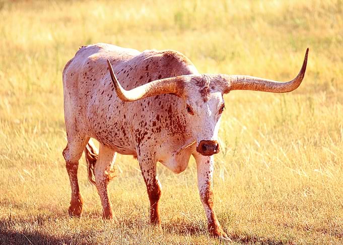 Cow