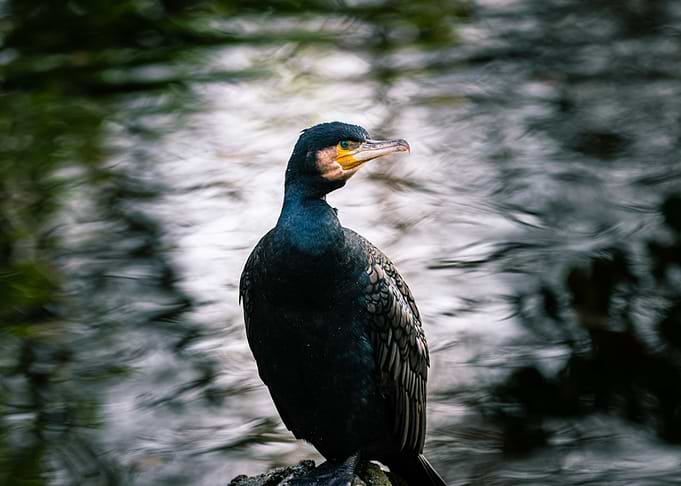 Bird in front of river