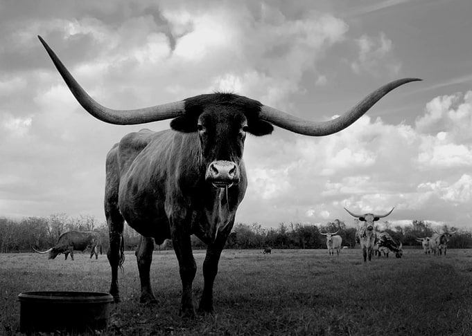 Cow