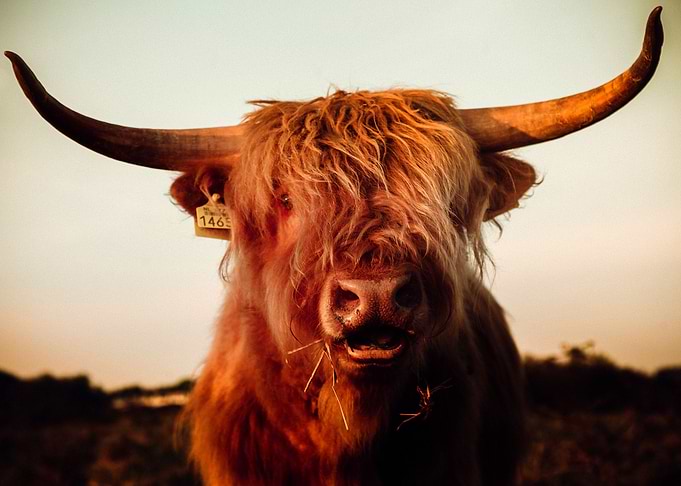 Cow