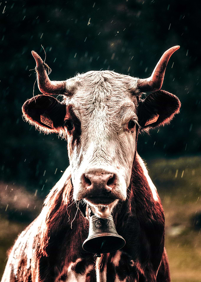 Cow