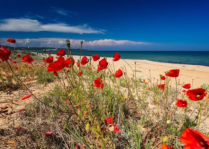 Red field poppy, Bulgaria