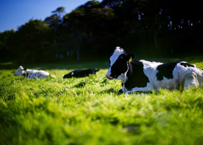 Cattle
