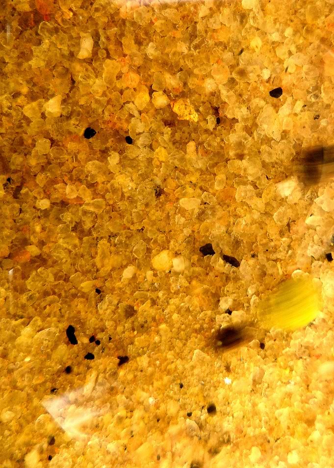 Deep Ocean Gold 3