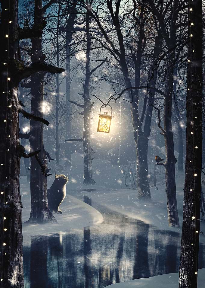 Christmas Eve Cat