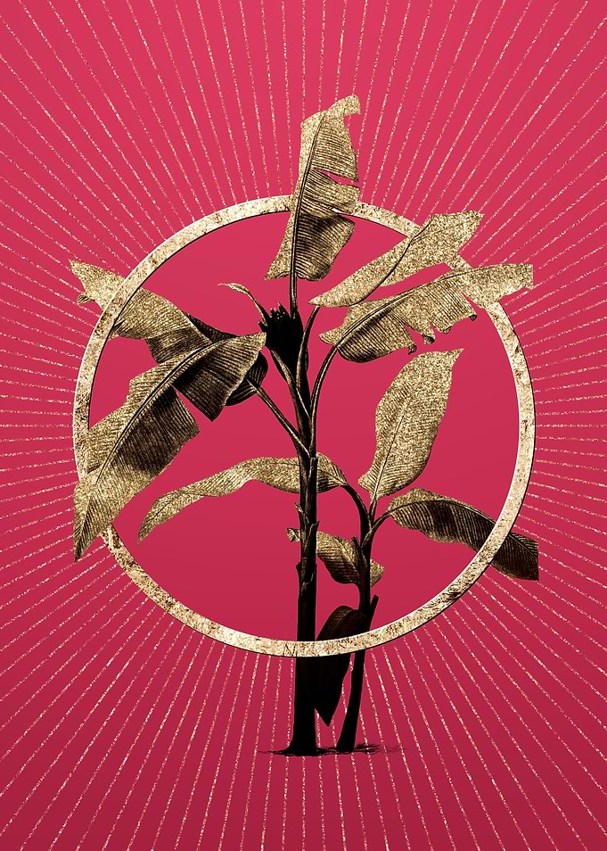 Scarlet Banana on Magenta