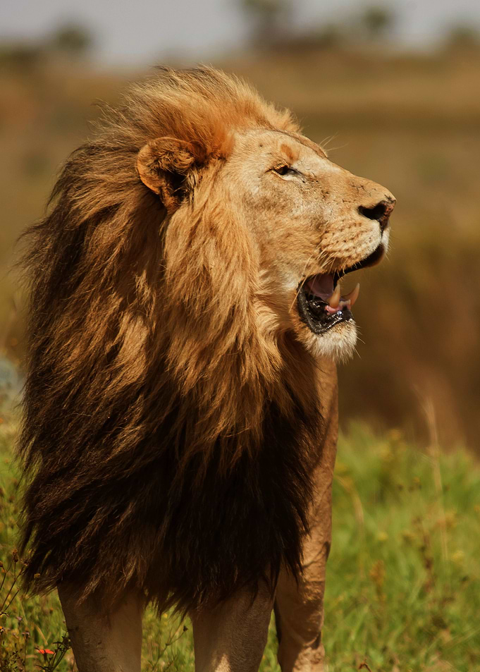 Lion