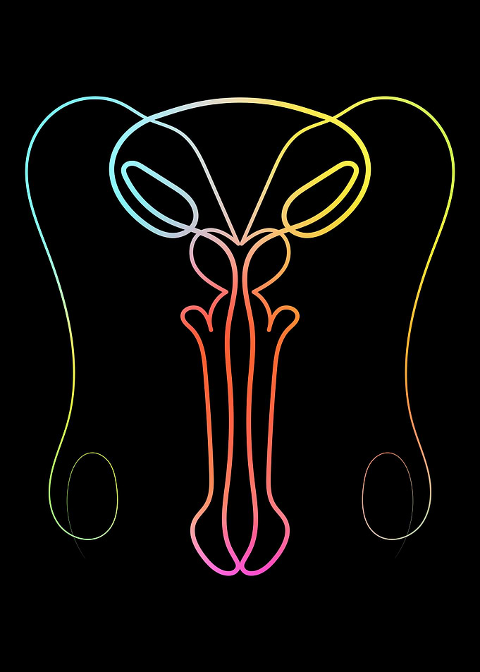 Male Reproductive System