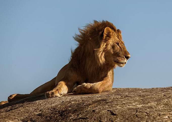 Lion