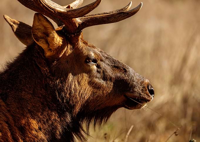 Red Stag