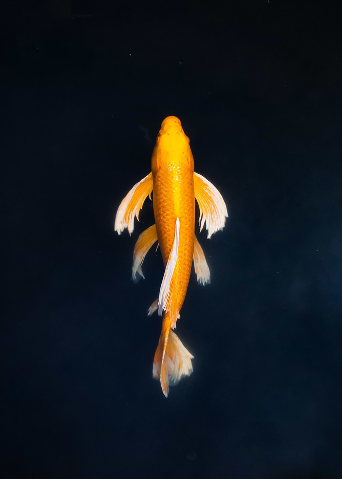 Gold Fish