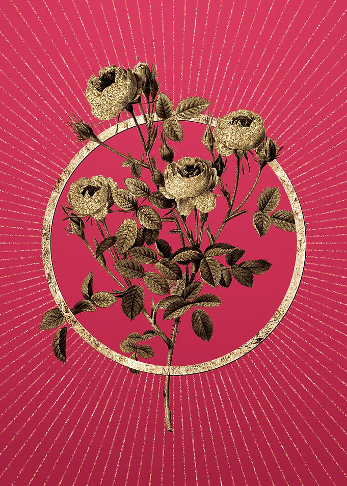 Burgundian Rose on Magenta