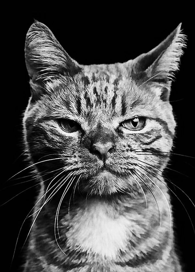 Black Meme Cat