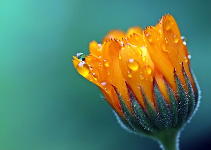 marigold