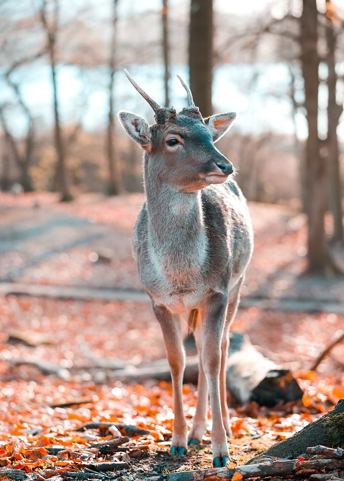 deer autumn