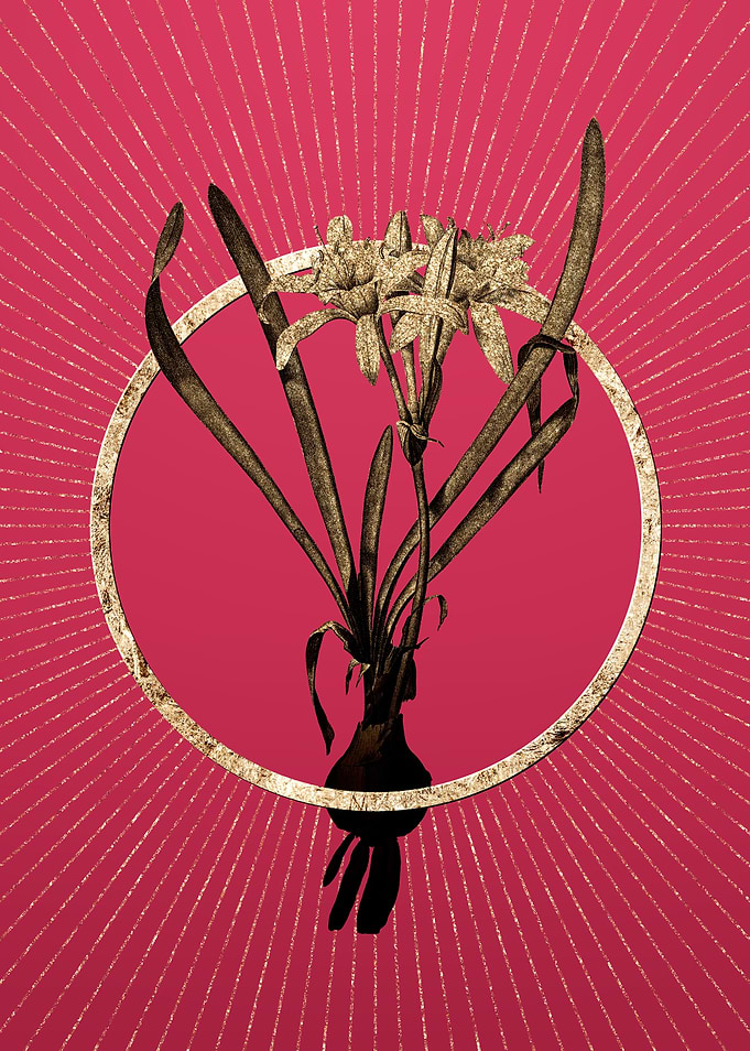 Viva Magenta Sea Daffodil