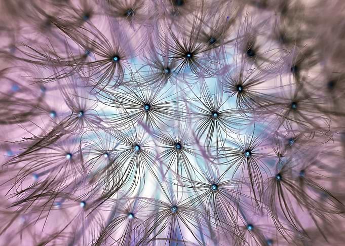 dandelion
