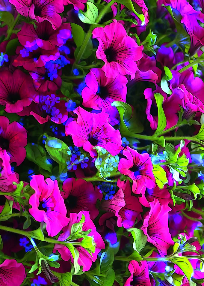 Violet Flowers