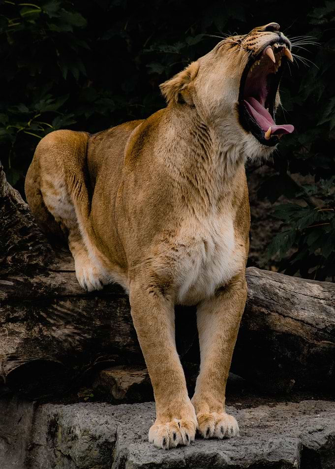 Lion Roar King