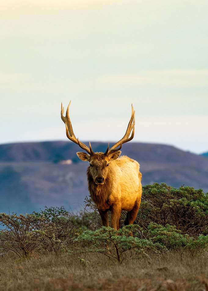 Elk