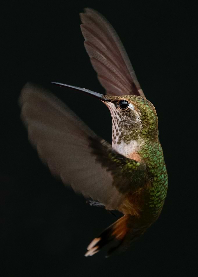 Hummingbirds