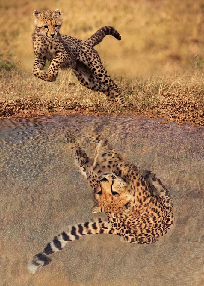 Cheetah Running Mindset