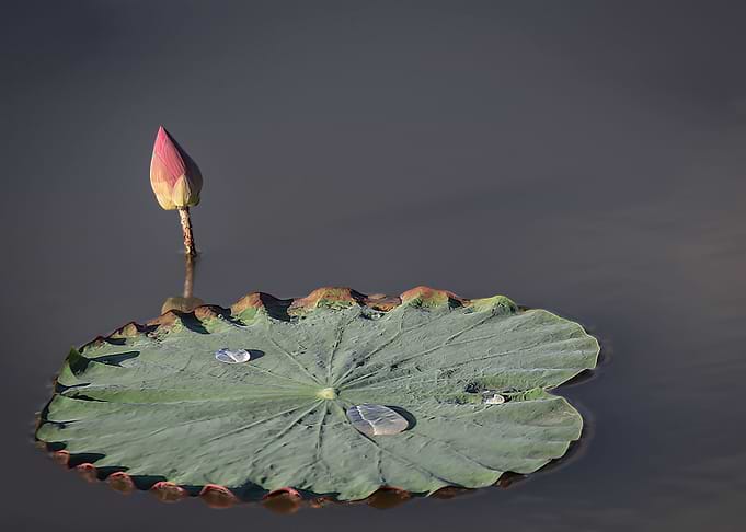 lotus buds