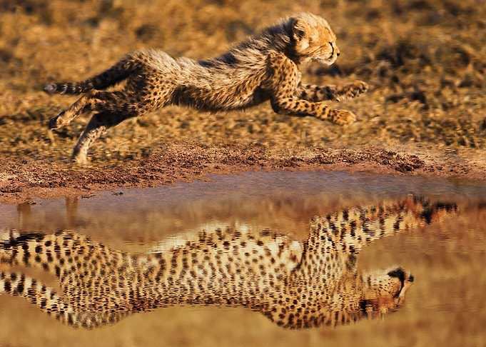 Cheetah Running Mindset
