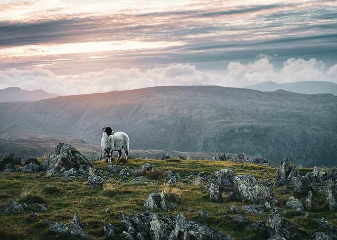 goat on plateau