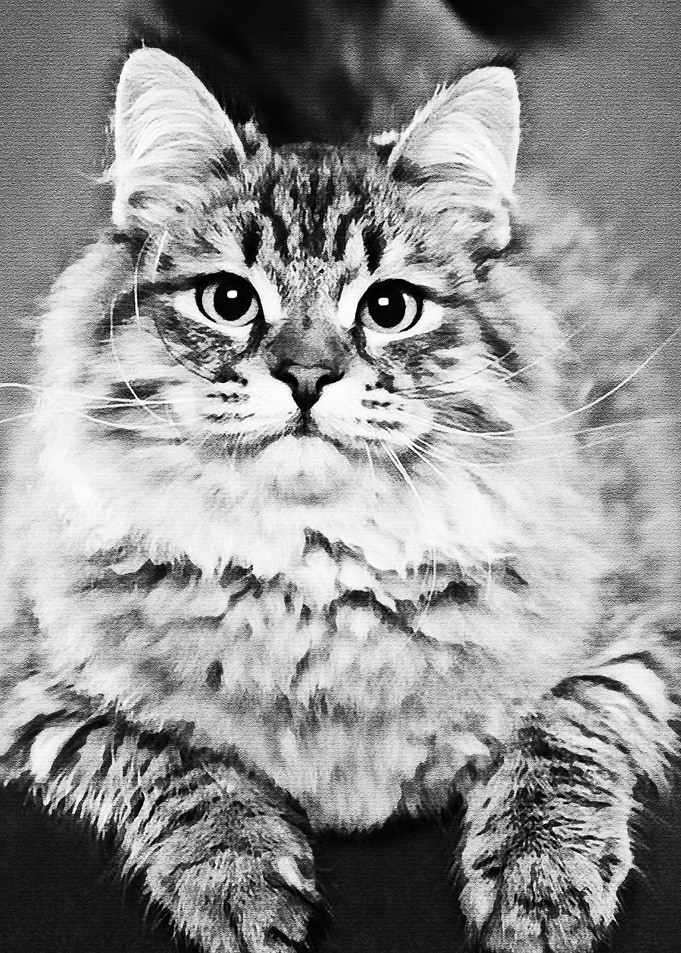 Black Cat