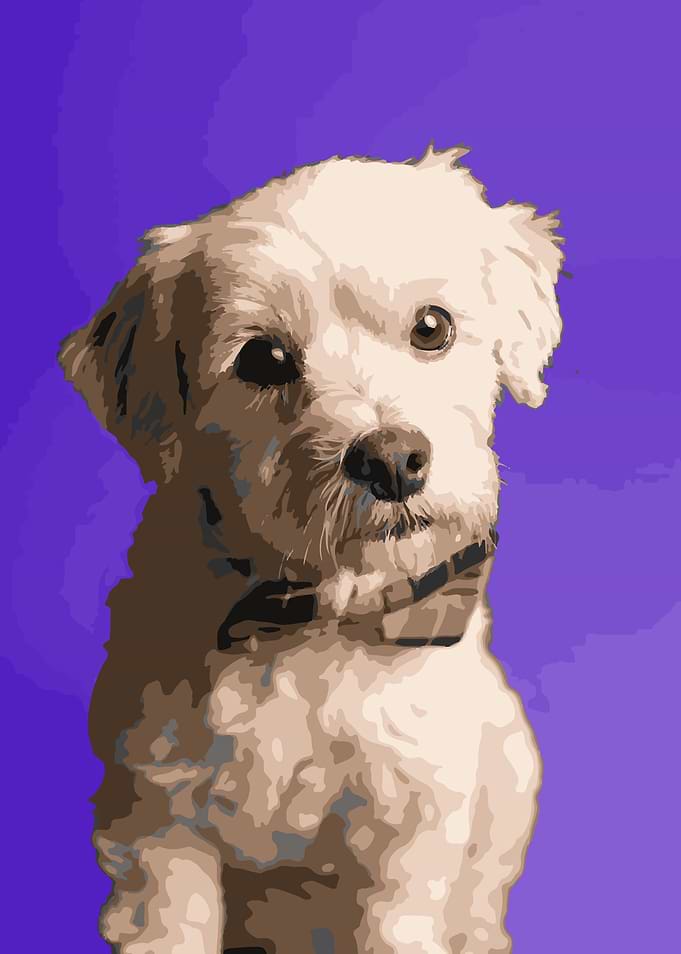 Dog Purple Color Mix