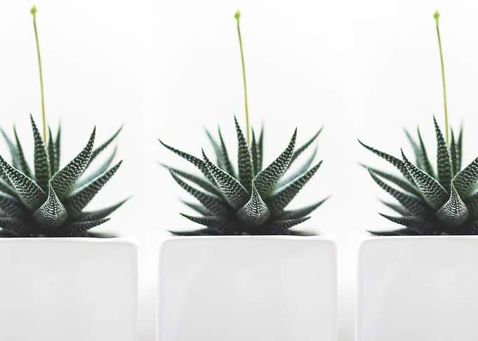 succulent plants