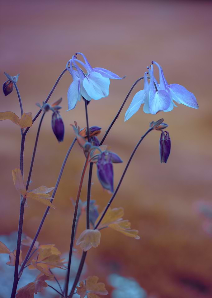 Beautiful purple flowers