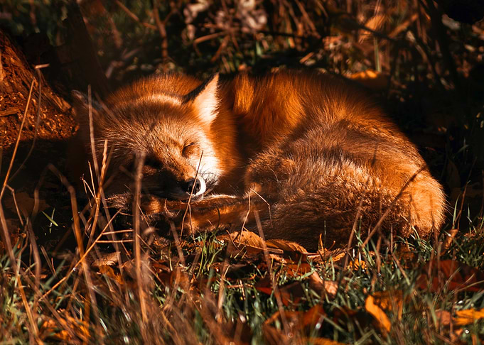 Fox